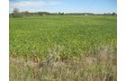 Property photo 34 - 110+/- Acres offered in 4 Tillable Tracts